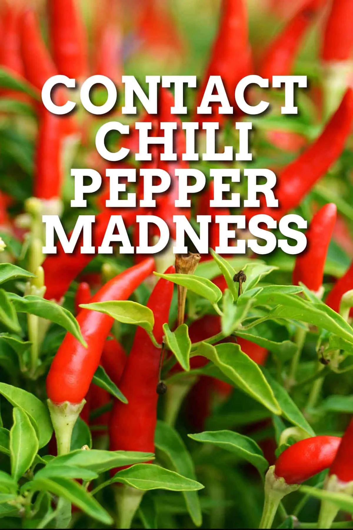 Contact Chili Pepper Madness