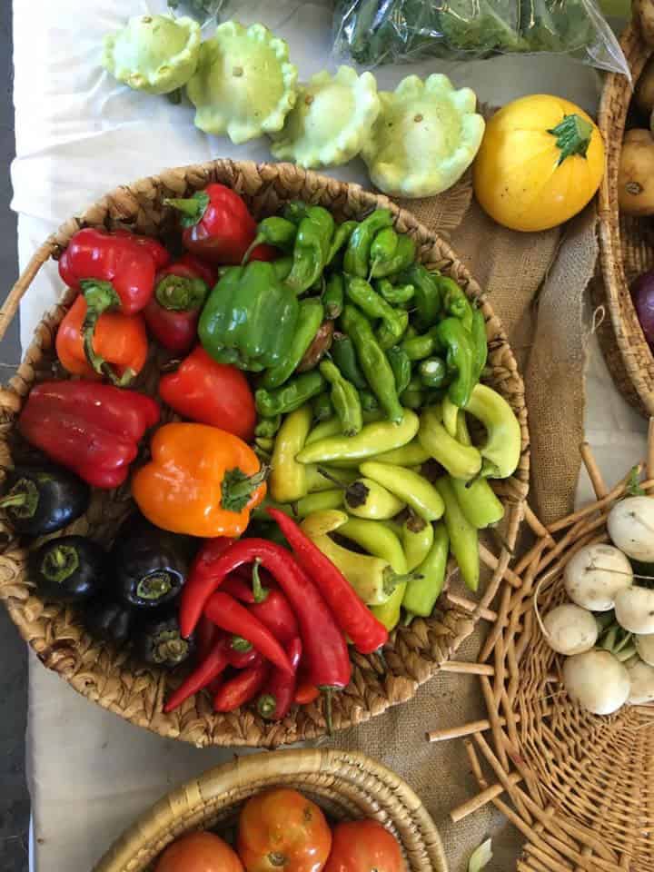 Bright Chili Peppers harvested fresh.