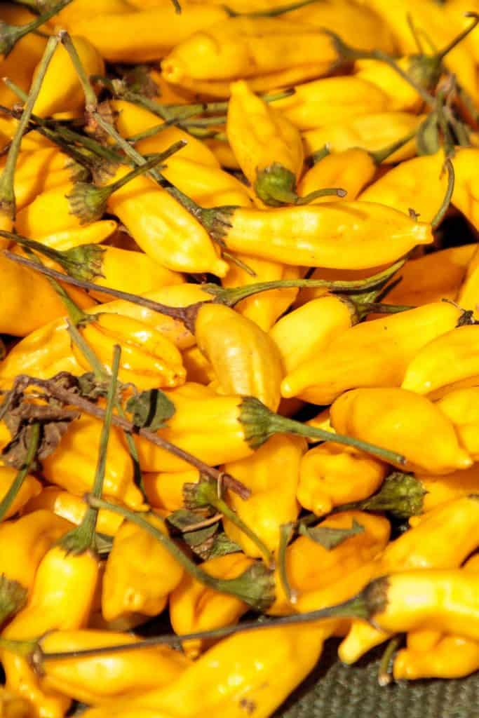Lemon Drop Pepper All About It Chili Pepper Madness