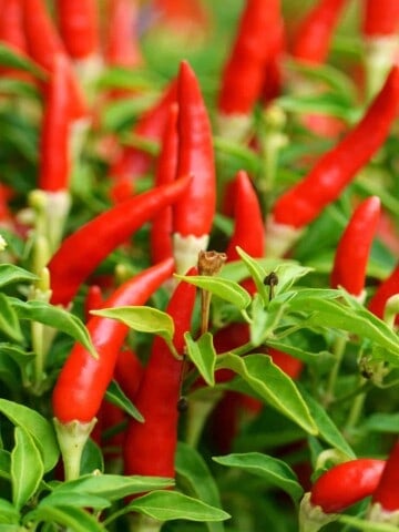 Chili plants - bird's eye peppers.