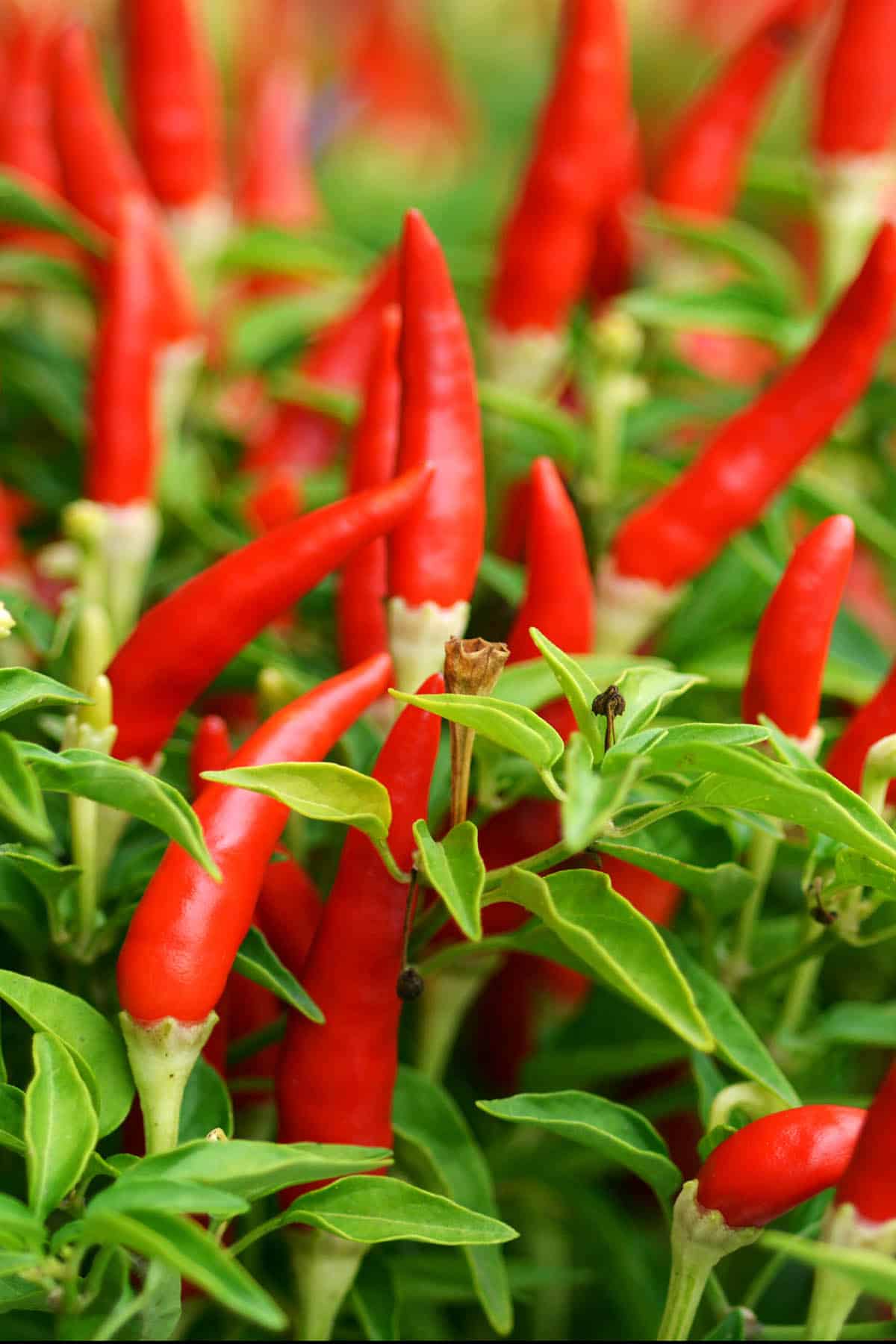 Chili plants - bird's eye peppers.