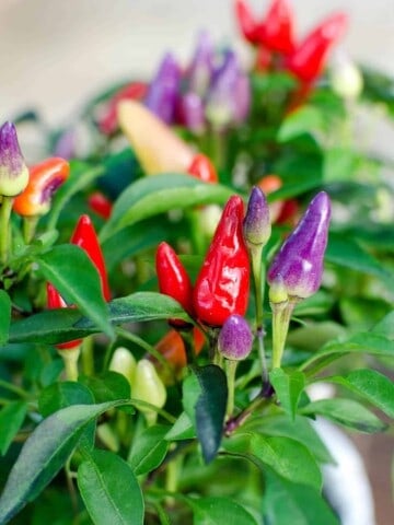 Bolivian Rainbow Peppers looking amazing.