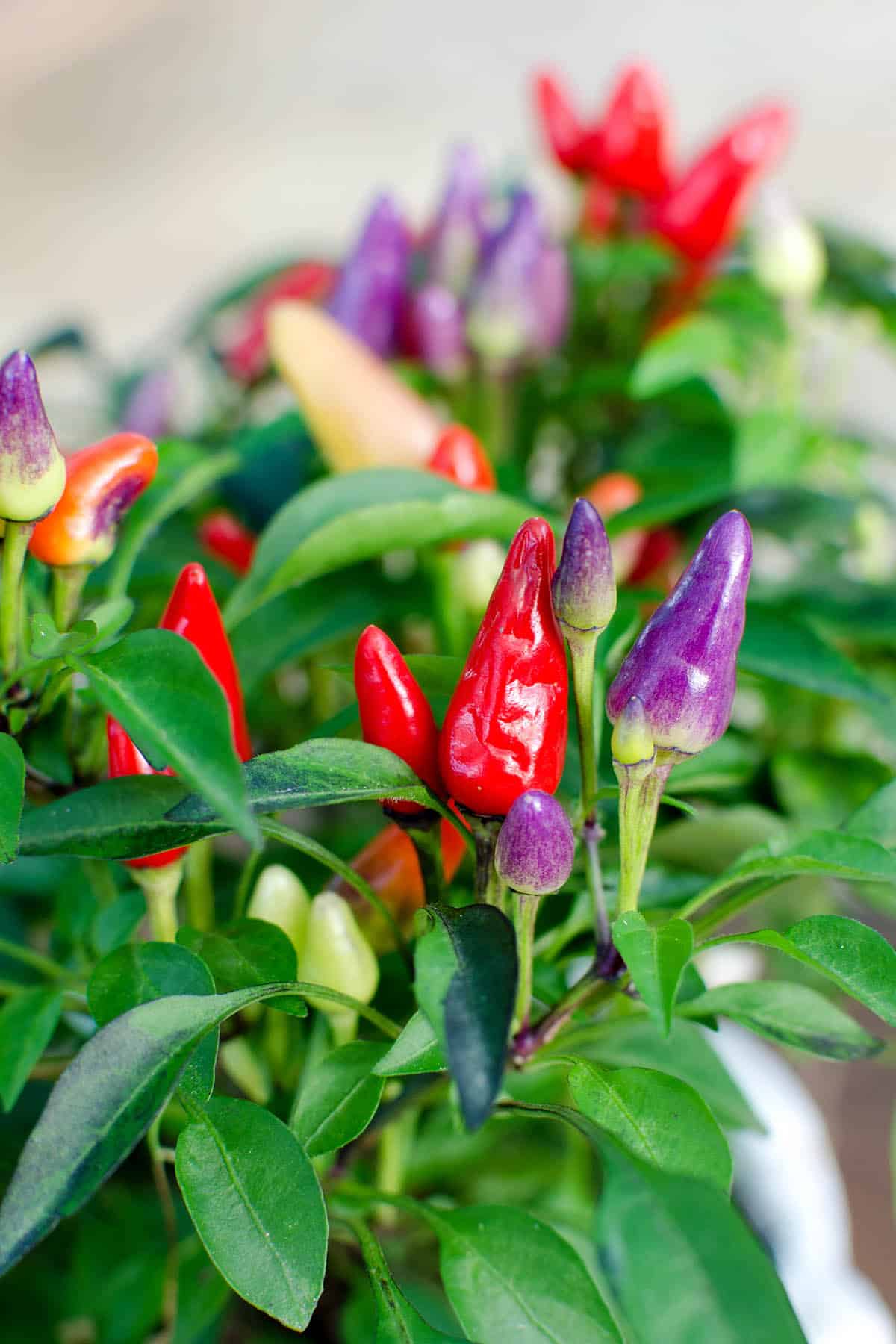 Bolivian Rainbow Peppers looking amazing.