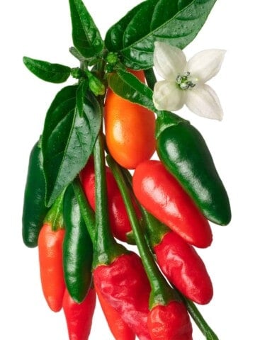 Pequin Peppers