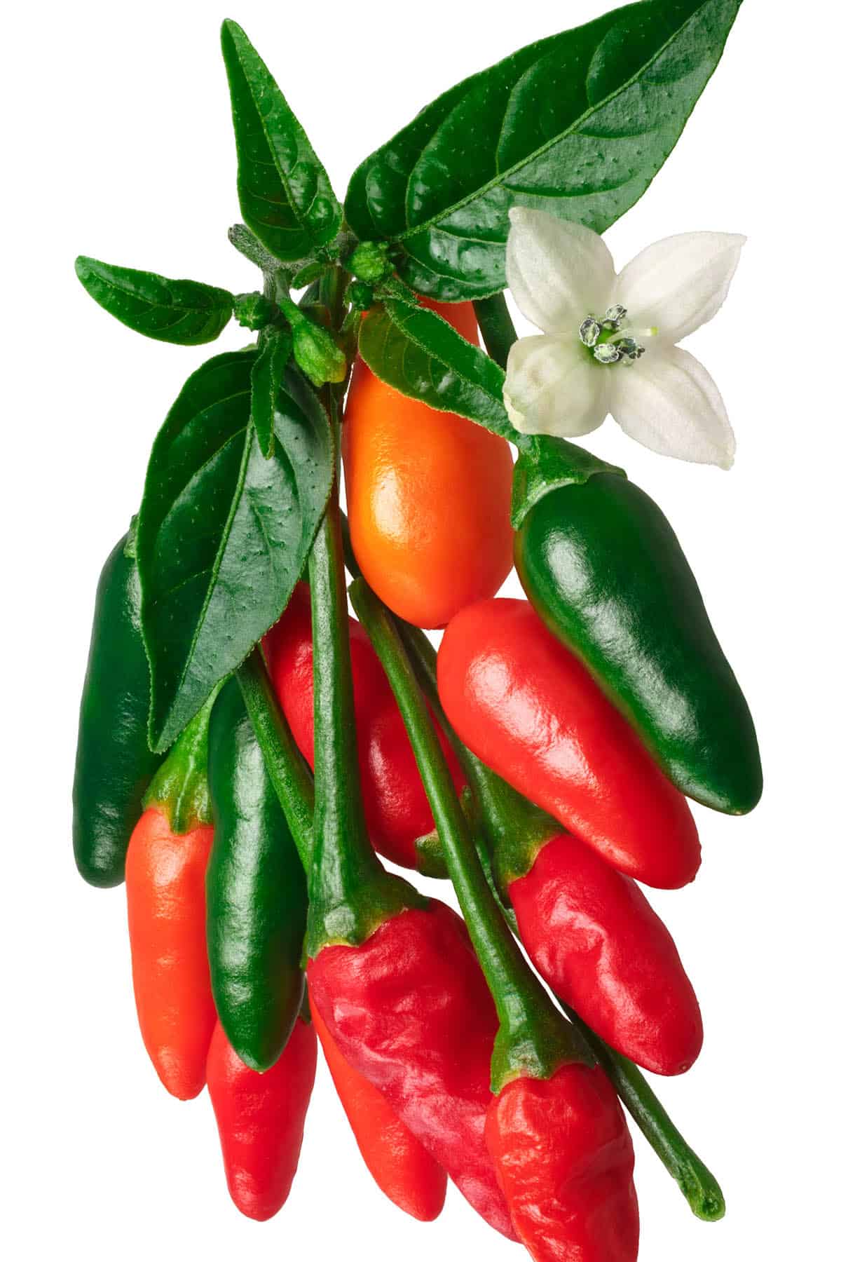 Pequin Peppers