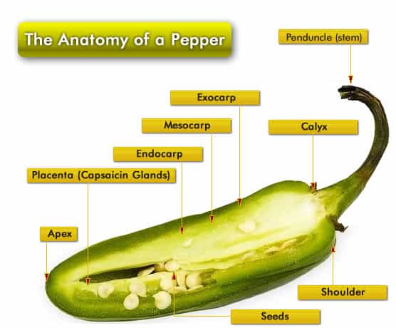Anatomy of a Jalapeno Pepper