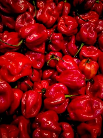 Caribbean Red Chili Peppers