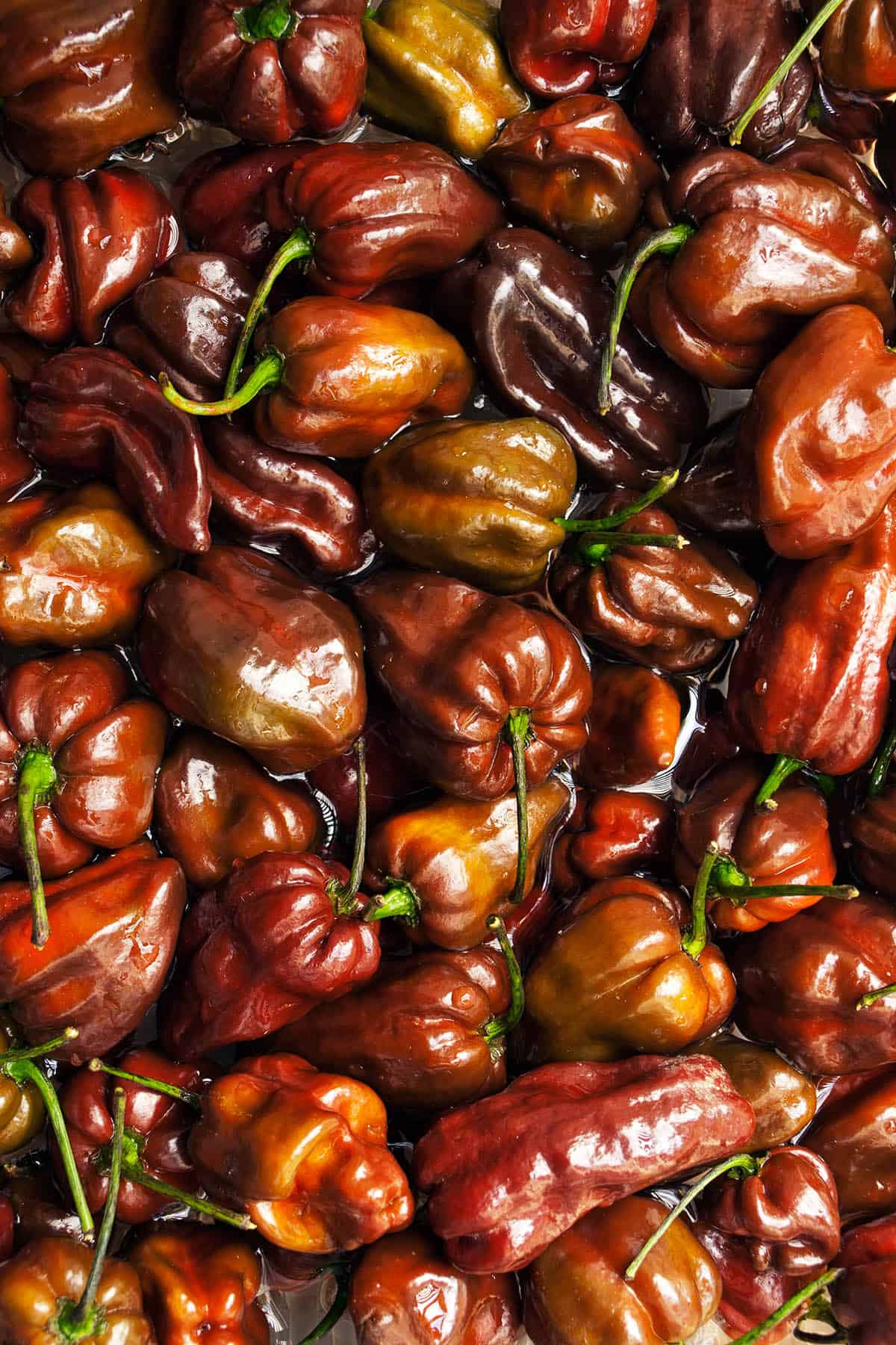 Chocolate Habanero Chili Peppers