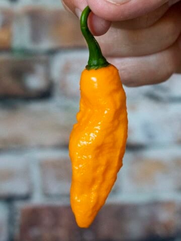 The Scoville Heat Scale - Chilli Pepper List – ChilliBOM