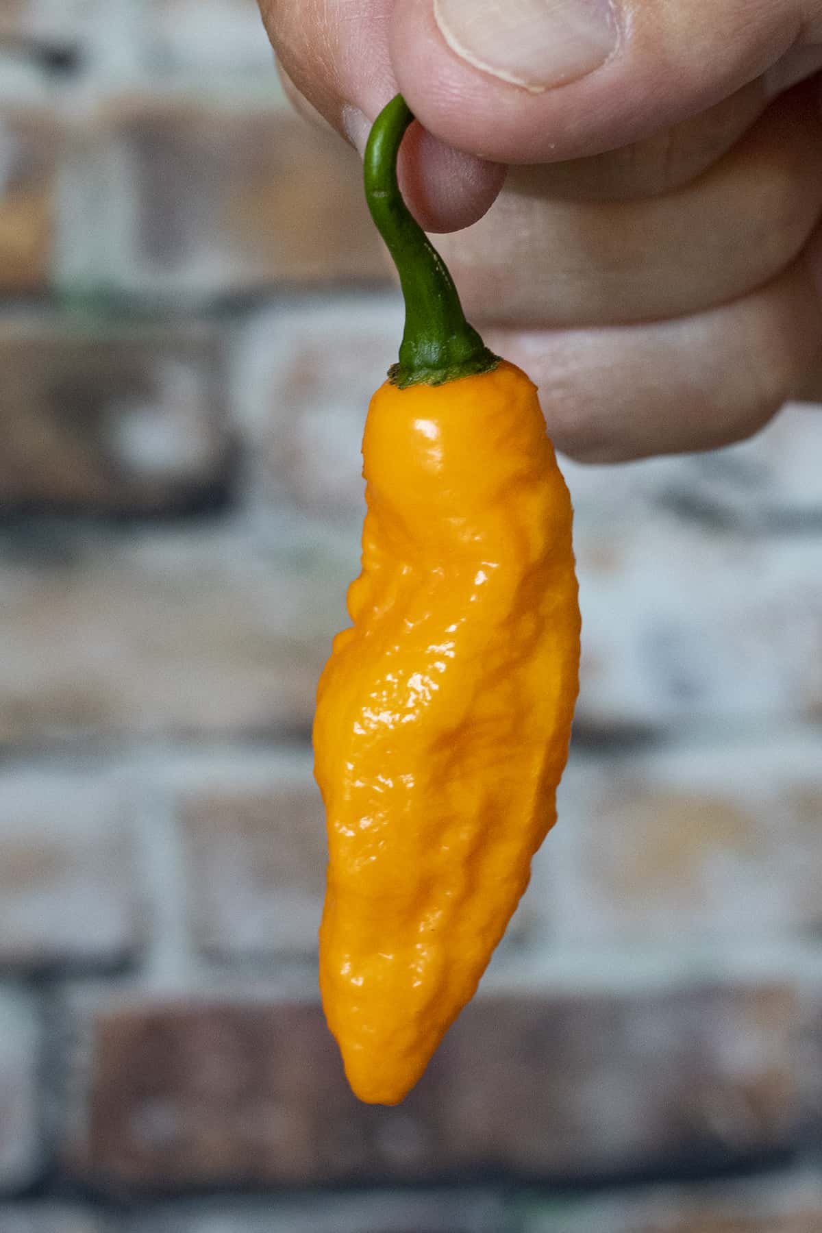 Holding one of the Devil's Tongue Peppers