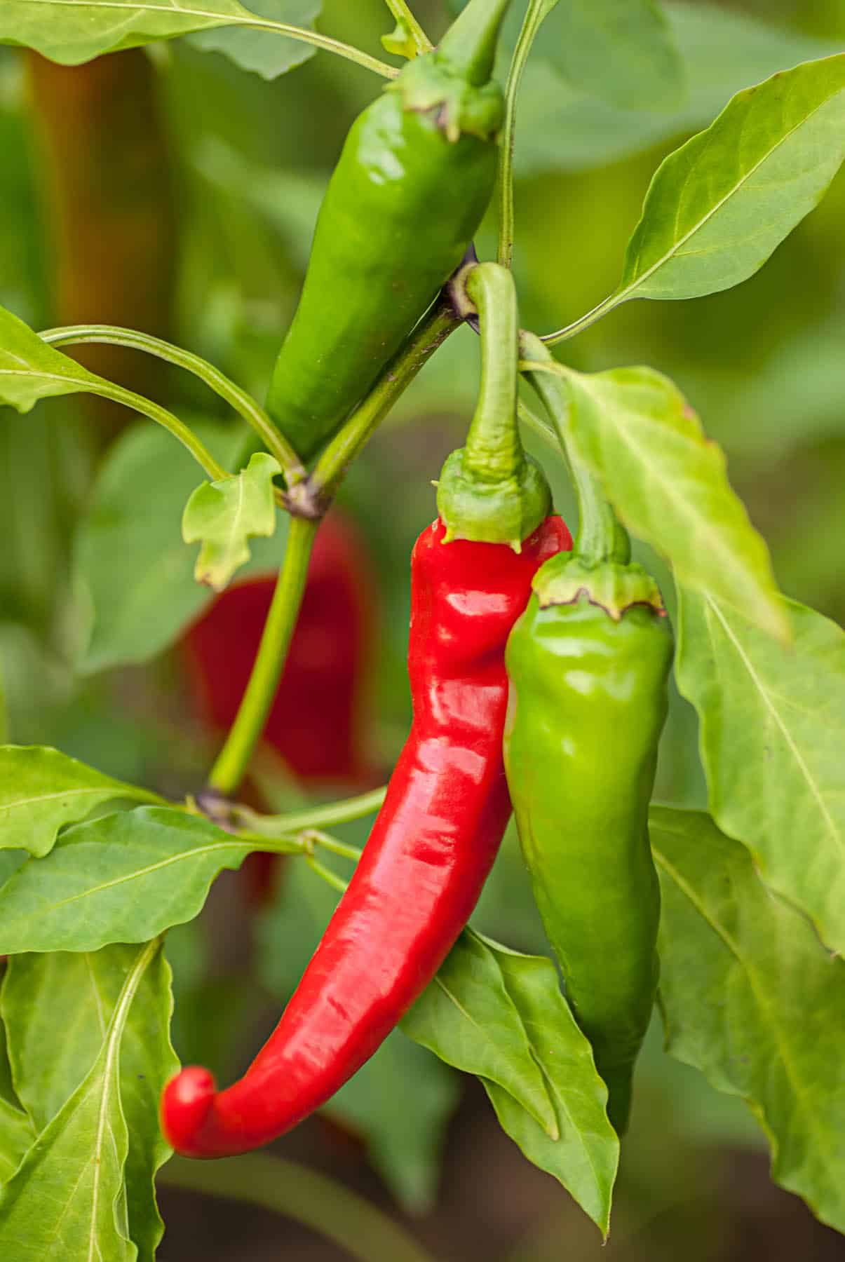 Diablo Grande Peppers