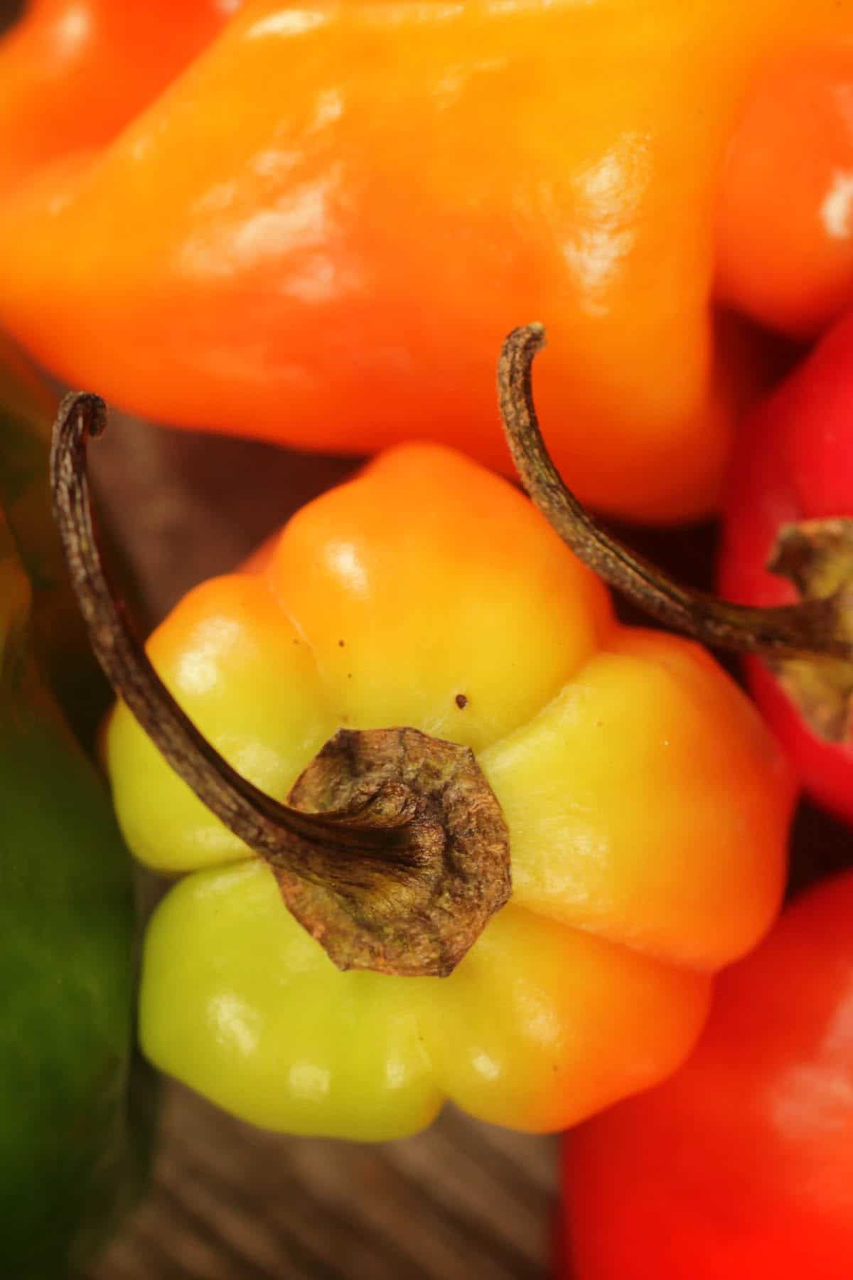 Jamaican Hot Chili Peppers looking amazing.