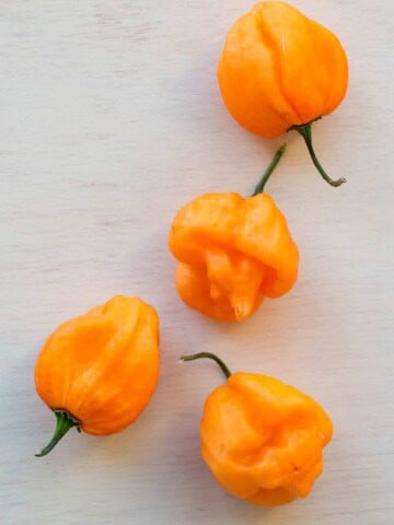 Scotch Bonnet Chili Peppers