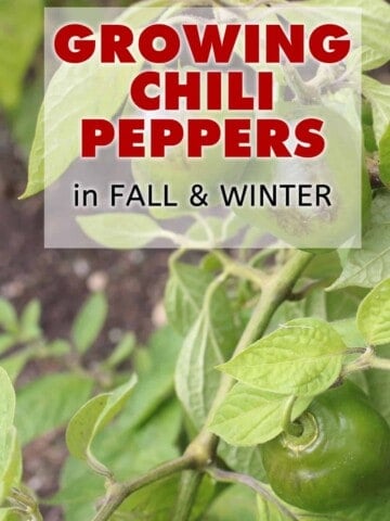 Growing Chili Peppers in Winter