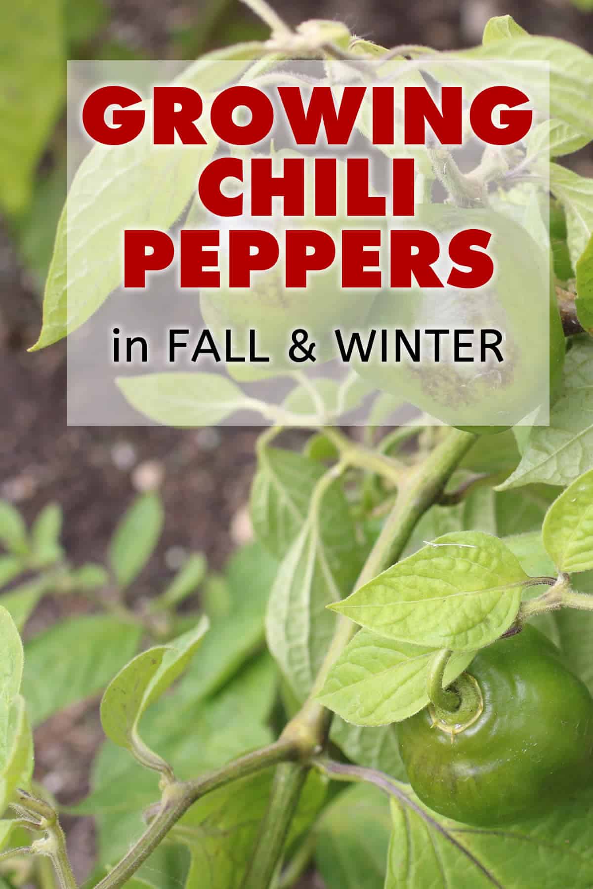 Growing Chili Peppers in Winter