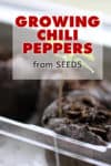 Growing Chili Peppers from Seed