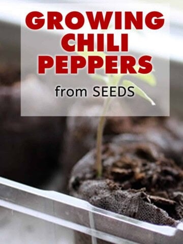 Growing Chili Peppers from Seed