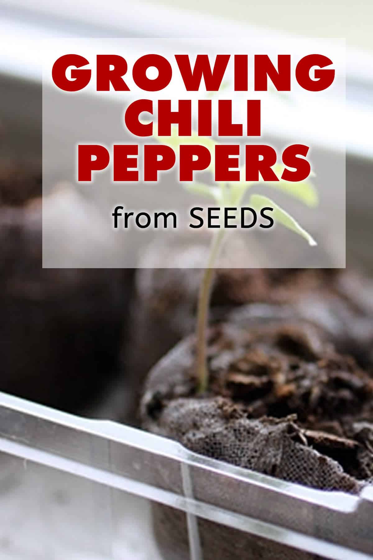 Growing Chili Peppers from Seed