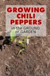 Growing Chili Peppers in the Ground or Garden