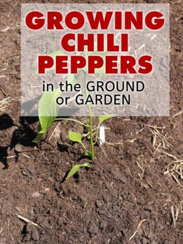 Growing Chili Peppers in the Ground or Garden