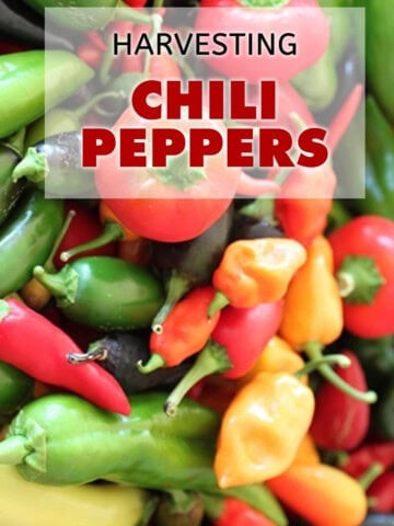 Harvesting Your Chili Peppers