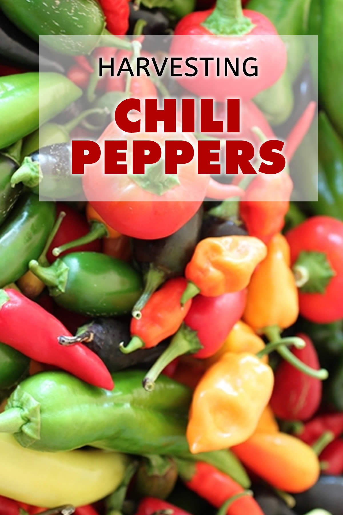 Harvesting Your Chili Peppers