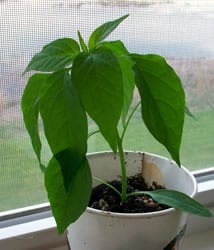 Jalapeno Plant Growing on my Windowsill