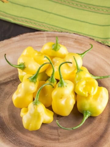 Aji Fantasy Chili Pepper on a plate.