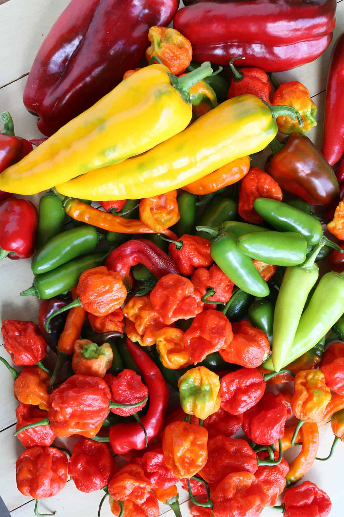 A large collection of chili peppers