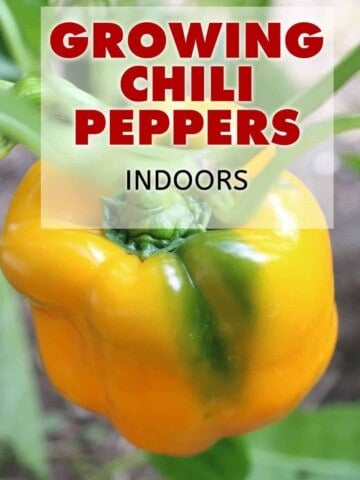 Growing Chili Peppers Indoors