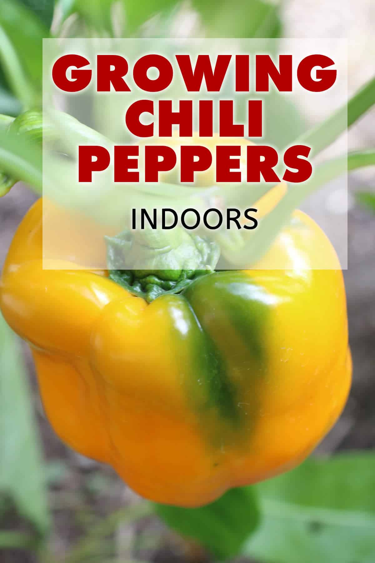 Growing Chili Peppers Indoors