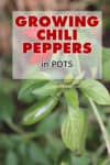 How to Grow Chili Pepper Plants in Pots