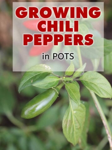 How to Grow Chili Pepper Plants in Pots