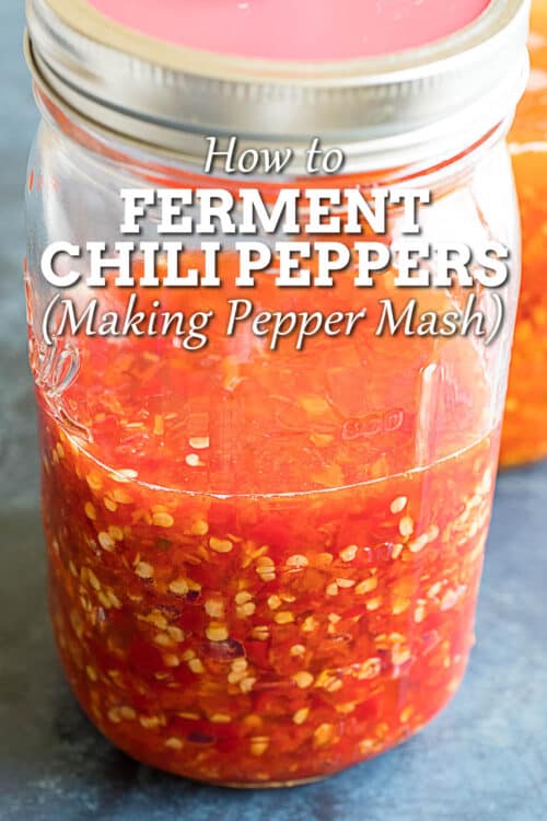 How to Make Fermented Pepper Mash Chili Pepper Madness