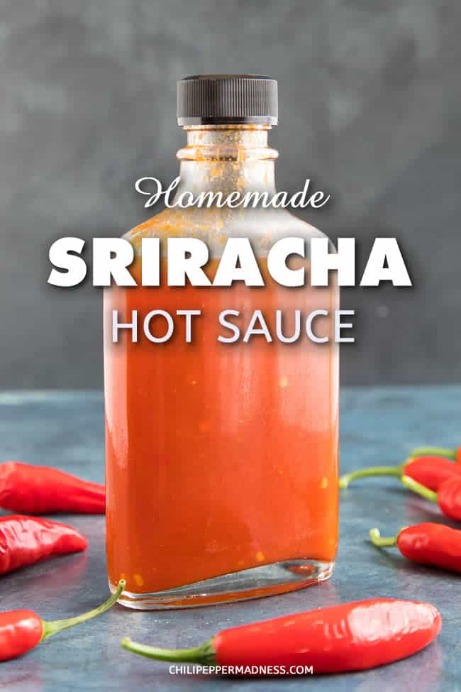 Homemade Sriracha Hot Sauce - Learn how to make classic Sriracha hot sauce at home with this recipe, either with fresh or fermented chili peppers. Homemade Sriracha is so easy and tastes better than anything from the grocer. | ChiliPepperMadness.com #Sriracha #HotSauce #Fermenting #SauceMaking