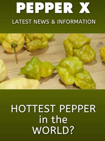 Pepper X – Latest News and Information