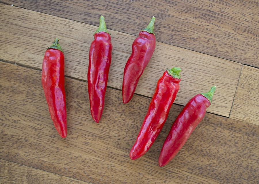 Moshi Chili Pepper.