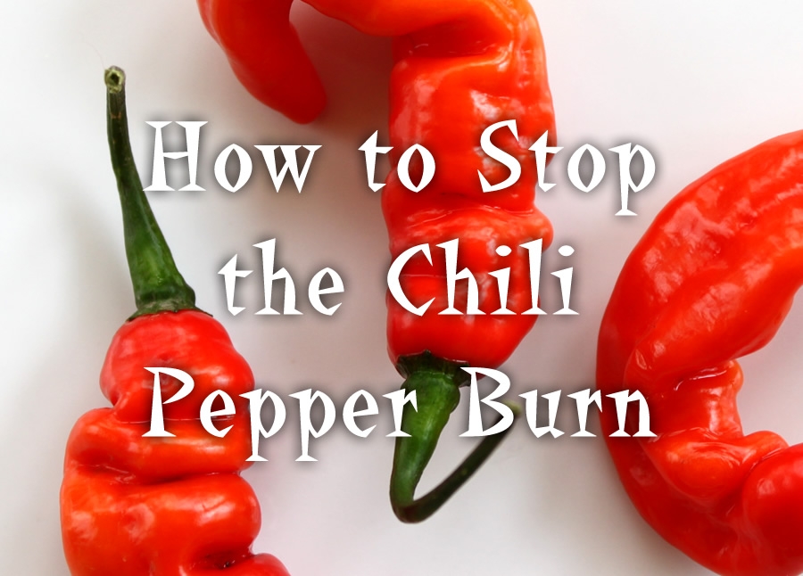 How Do You Stop the Chili Pepper Burn? Chili Pepper Madness