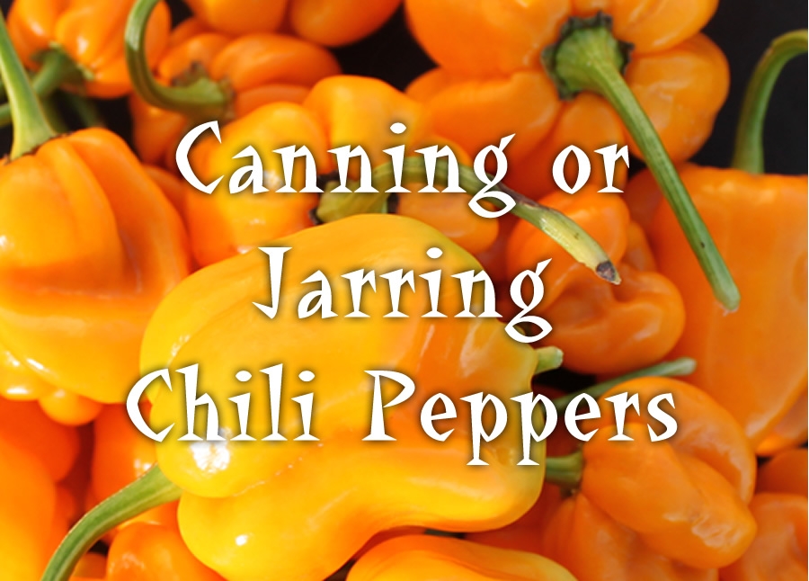 Canning or Jarring Chili Peppers Chili Pepper Madness