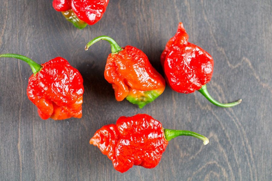 7-Pot Barrackapore Chili Pepper