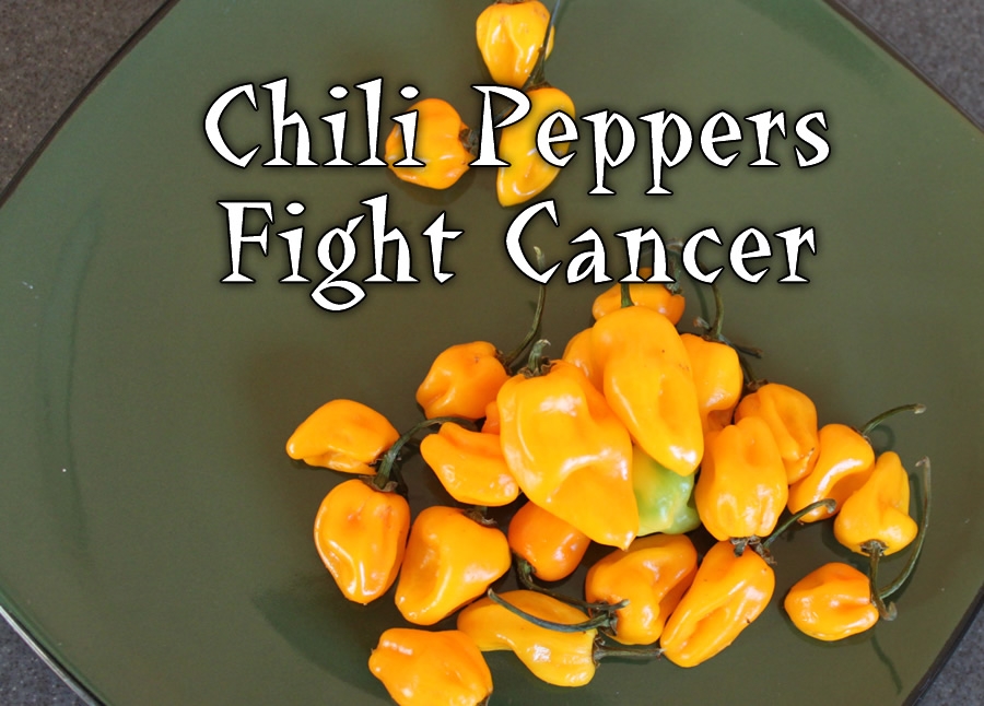 Chili Pepper Health Benefits Chili Pepper Madness