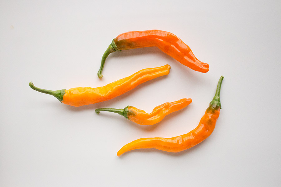 Cayenne Buist's Yellow Chili Pepper