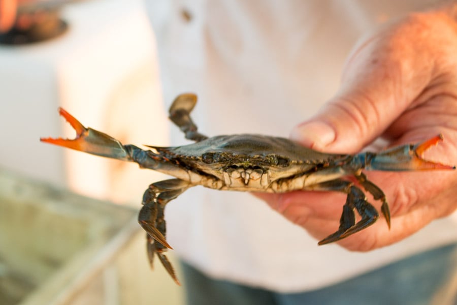 Blue Crab from the Chesapeake Bay