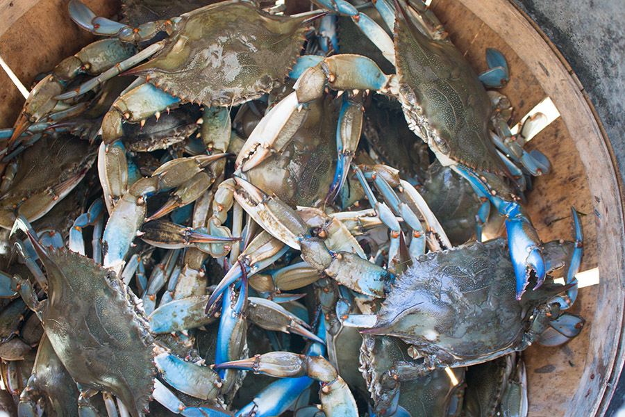 A bushel of blue crab we caught in the Chesapeake Bay