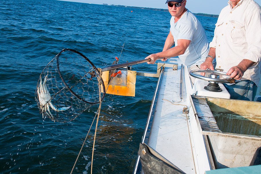 Mike catching blue crab in the Chesapeake Bay