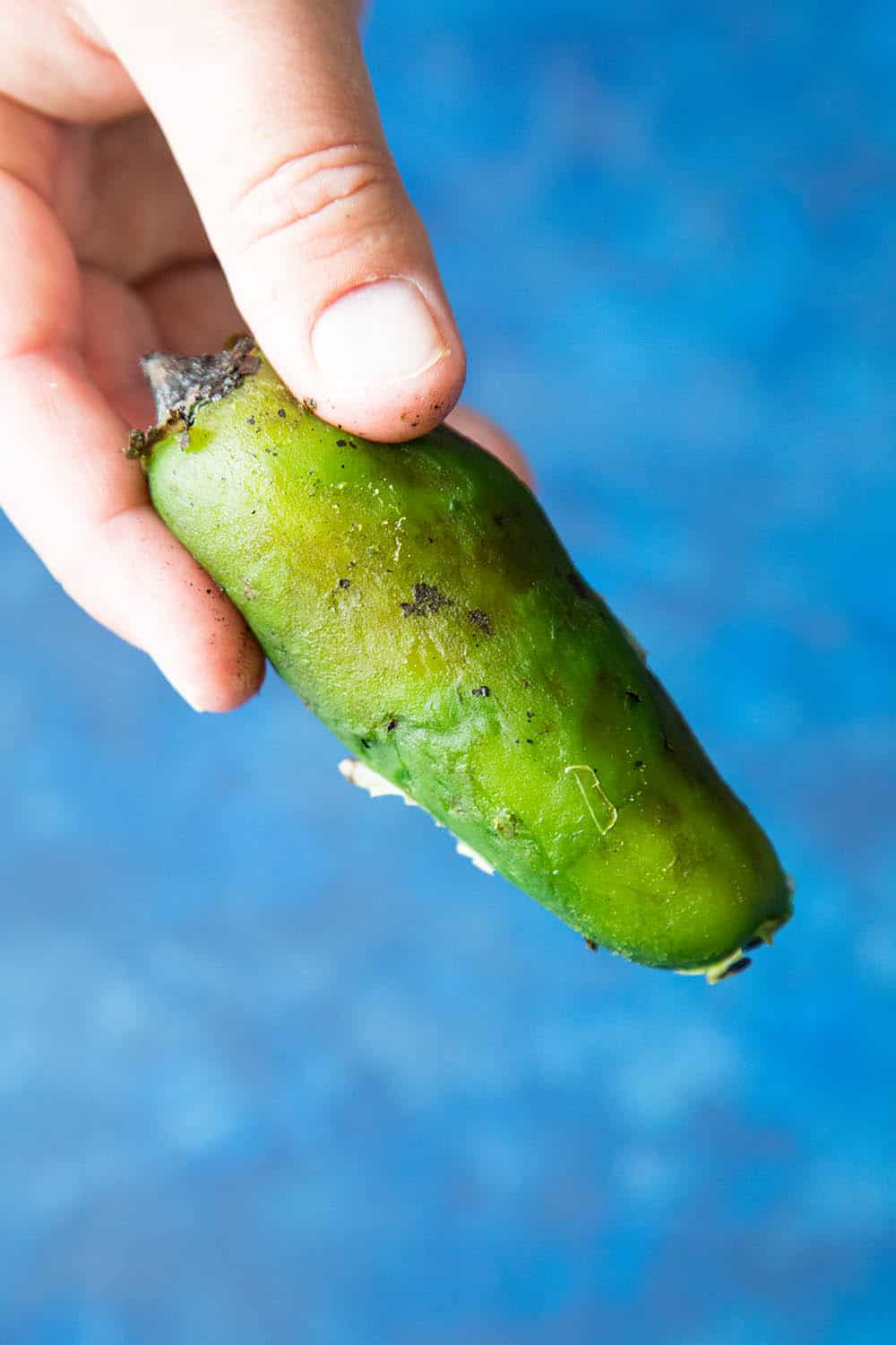 One of the Roasted Jalapeno Peppers stuffed