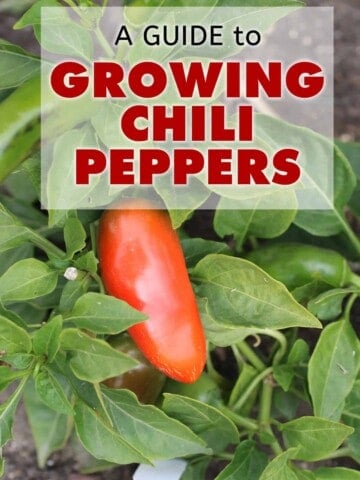 A Guide to Growing Chili Peppers