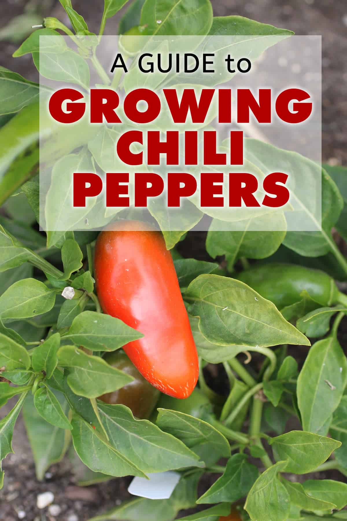 A Guide to Growing Chili Peppers