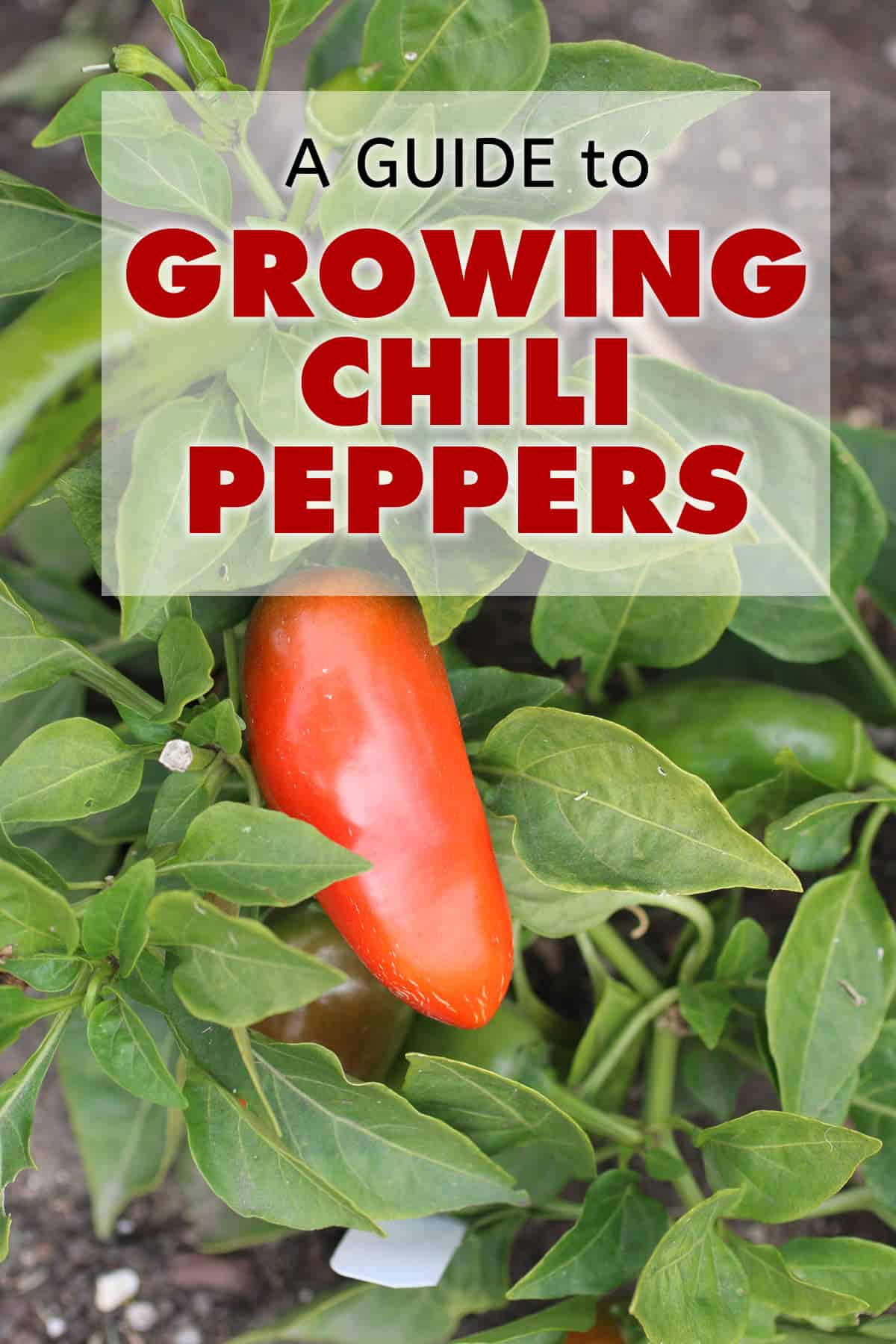 A Guide to Growing Chili Peppers - Chili Pepper Madness