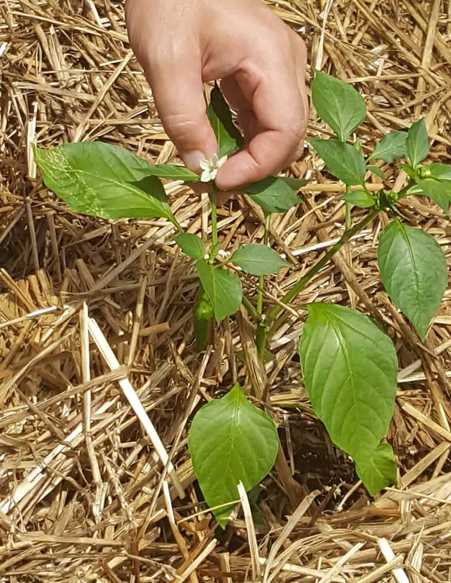 Pinch Flowers off of Early Pepper Plants for Bushier Plants